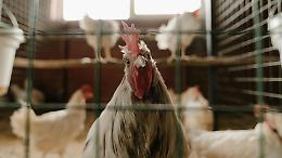 Furto al pollaio, condannato il ladro di galline
