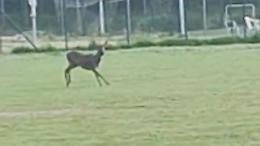 Un capriolo fa capolino alla Canottieri Baldesio