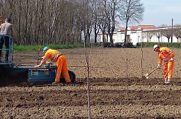 "Quarantacinque ciliegi rubati, gesto vile"