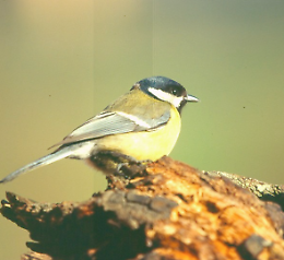 "Costruire una 'casa' per la fauna" Serata con i Naturalisti Cremonesi