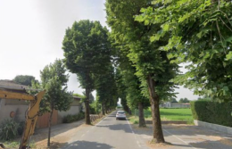 Alberi sicuri, via sette tigli malati