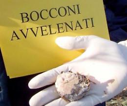Boccone avvelenato: cane ucciso, sale la rabbia