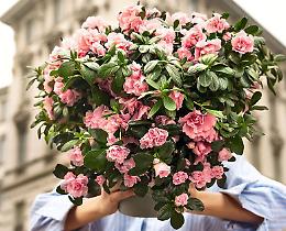 Per la Festa della mamma l'Azalea di Airc 