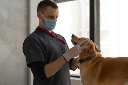 Veterinari cercansi, di notte niente soccorsi