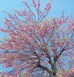 Presentazione del libro "L'albero di Giuda e altri Haiku"