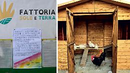 Furto alla Fattoria Sole e Terra: via 20 galline, un gallo e un coniglietto