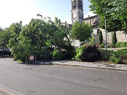 Maltempo: danni e alberi caduti