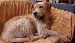 Cane scappa, vaga per 15 giorni e poi torna a casa grazie al gatto...
