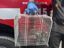 Gattino intrappolato, salvato dai vigili del fuoco