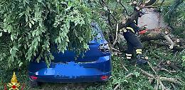 Albero cade e distrugge un'automobile