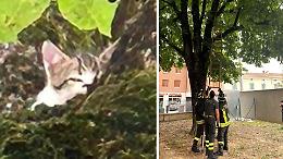 Gattino sale sull'albero, salvato dai vigili del fuoco
