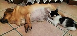 La cagnolina Sally allatta il suo amico gatto: l'amore che va oltre ogni razza