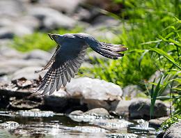 La voce degli uccelli racconta come si modifica il Cremasco