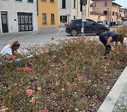 Rose devastate da grandine e infestanti