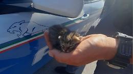#Senontiportononparto, la campagna della Polizia di Stato contro l'abbandono degli animali
