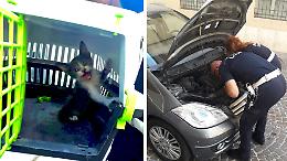 Gattino neonato nel motore di un'auto, salvato dalla polizia locale
