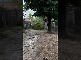 Grossa pianta cade al canile di Cremona, cani salvi