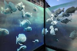 Banksy continua a sorprendere con il suo London Zoo: ecco l'Acquario