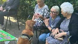 I cani, una cura per gli anziani: così migliorano la vita