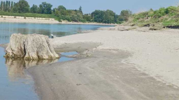 Dal Po emerge un maxi tronco: «Quercia millenaria?»