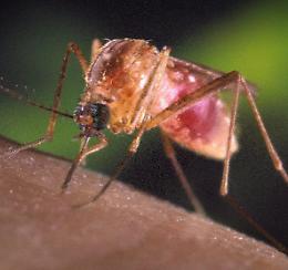 C'è il primo caso di West Nile