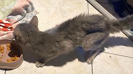 Chiude il gatto in casa per giorni, denunciato per abbandono animali