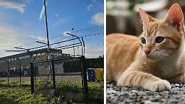 Oasi felina, reti anti fuga: «Il rifugio in sicurezza»