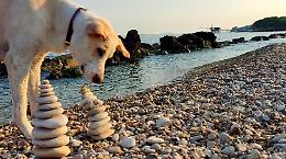 ‘In vacanza con il mio pet’, tutte le foto dei vostri amici inseparabili