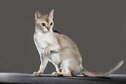  Petsfestival a CremonaFiere il 19 e 20 ottobre