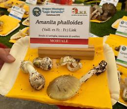 Allarme Amanita, il fungo killer prolifera