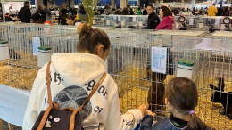 Petsfestival, pubblico numeroso già dal mattino