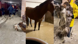 Centro ippico in ginocchio: in soccorso gli amici piacentini e cremonesi