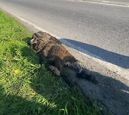 Investe un cinghiale, auto distrutta ma nessun ferito