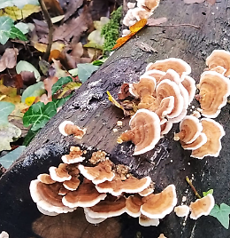 Apertura Bosco Didattico di Castelleone