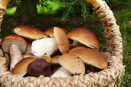 Mostra Micologica: esplorare la varietà dei funghi tipici delle nostra terre.