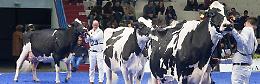 La fiera con gli animali. Storia, tradizione, qualità