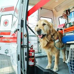 Presentazione del corso di operatore sanitario zoofilo per aspiranti volontari