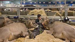 Fiere Zootecniche Internazionali, la 79ª edizione è cominciata