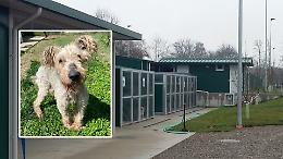 Una nuova casa anche per i cani anziani