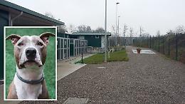 Cani abbandonati salvati dal canile, denunciato il proprietario