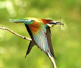 Fotografia, il gruccione d'oro vince il concorso del Parco del Serio