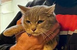  Il carabiniere adotta la gattina