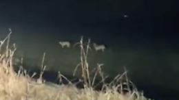 Lupi, avvistati due esemplari tra Spino e Rivolta D'Adda