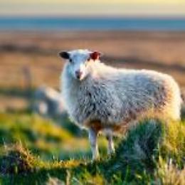 Viaggio in Islanda : un Reportage Fotografico Invernale