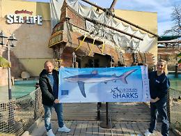 Squali: Gardaland Sea Life Aquarium diventa ambasciatore