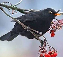 Càantum la mèerla: le melodie del freddo