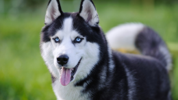 Husky scappa e s'infila in un groviglio di rovi, salvato dai vigili del fuoco