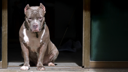 Un 'patentino' per i cani potenzialmente pericolosi