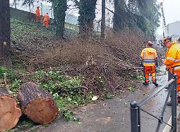 Alberi, in via Bergamo operazione sicurezza