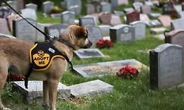 «Fido sepolto con il suo padrone»